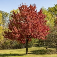 Гал. Октомври Слава Клен-Привлекателна Червена Зеленина-Бързо Растяща Сянка Дърво