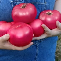 2. вътре. Гъз Не зеленчуци, наследствени домати живи зеленчукови растения в контейнери за отглеждане с пълно слънце